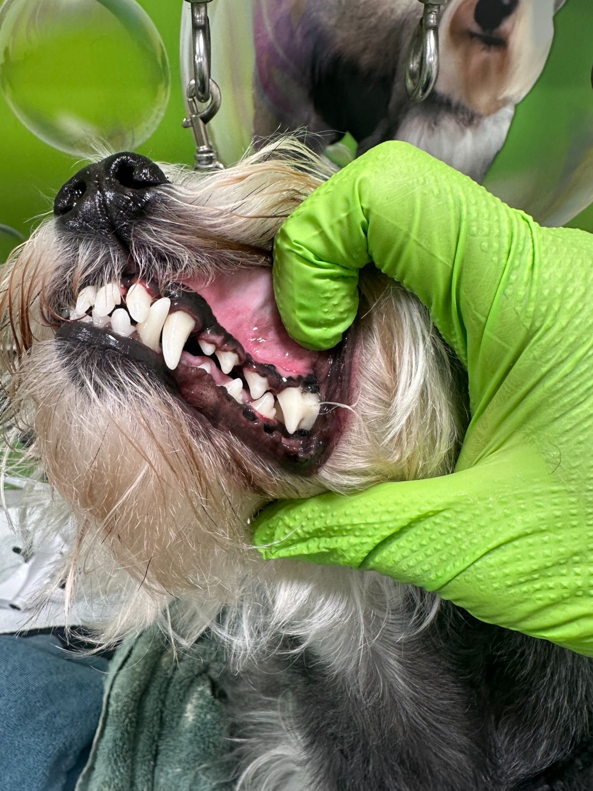 Dental Cleaning