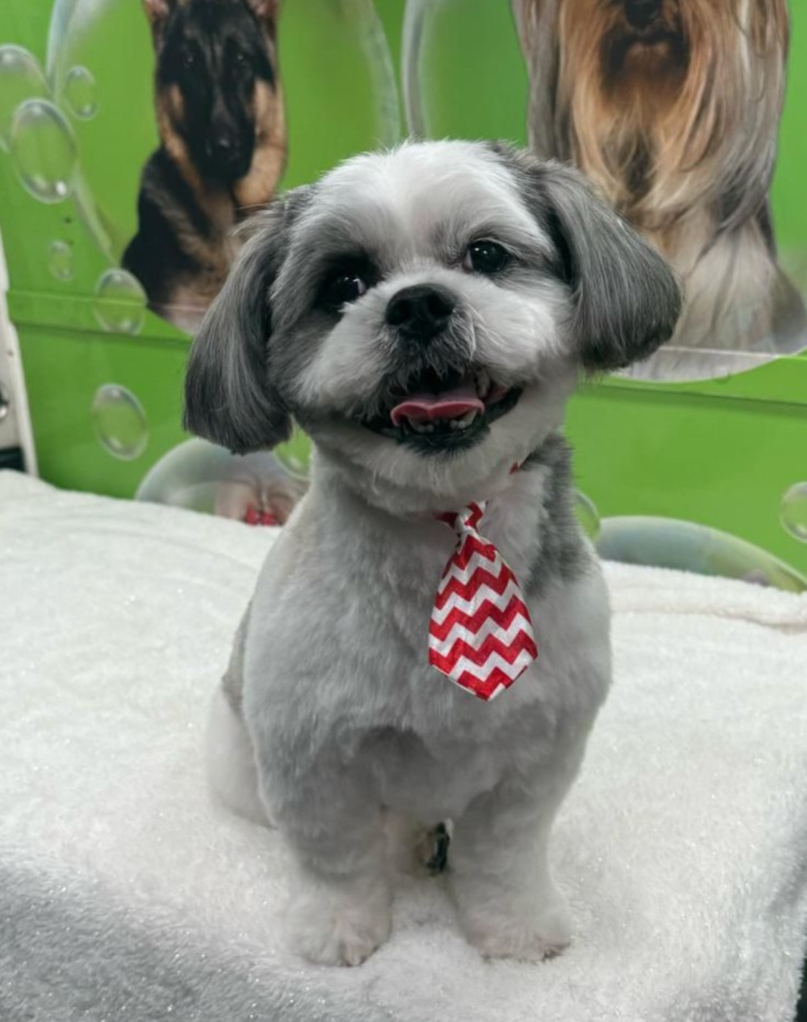 Pet wellness care