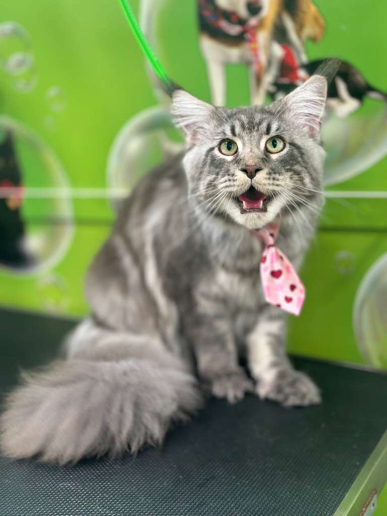 Dental Cleaning