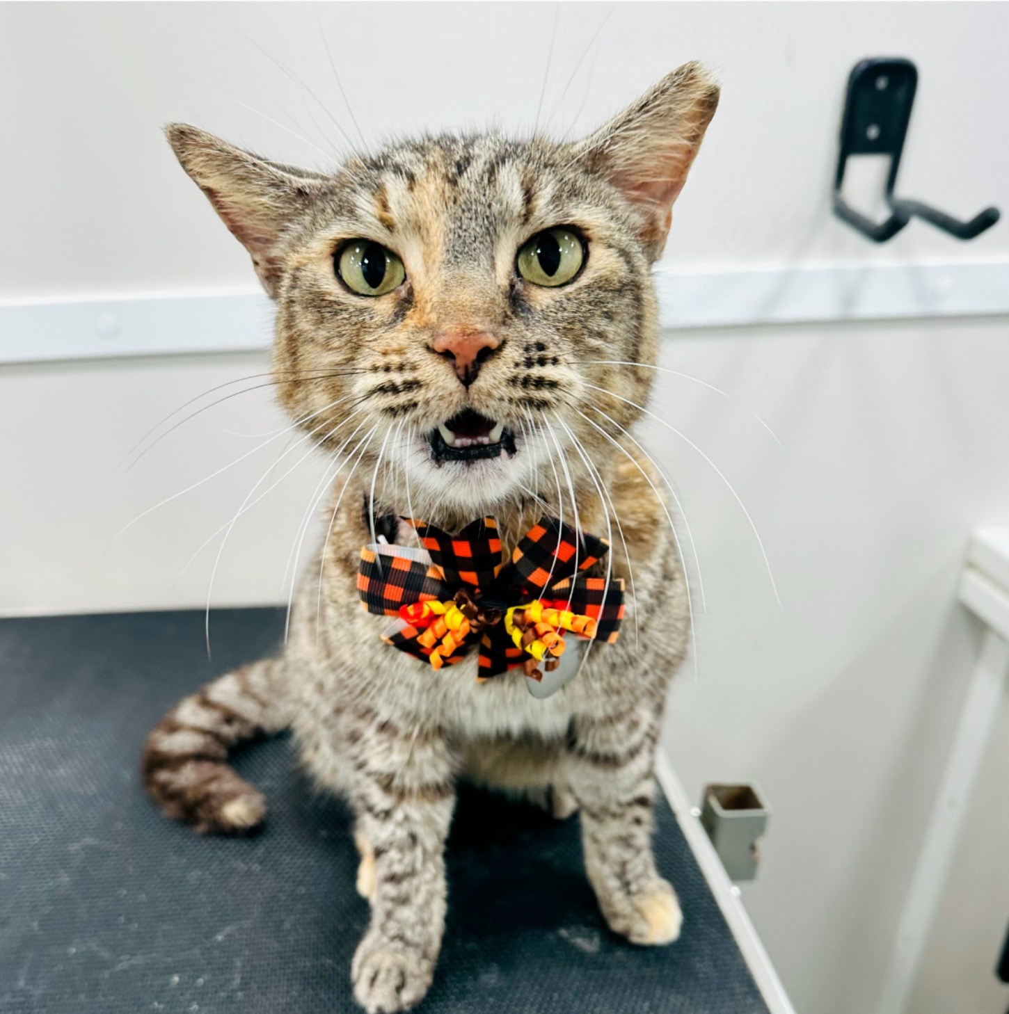 Happy groomed cat