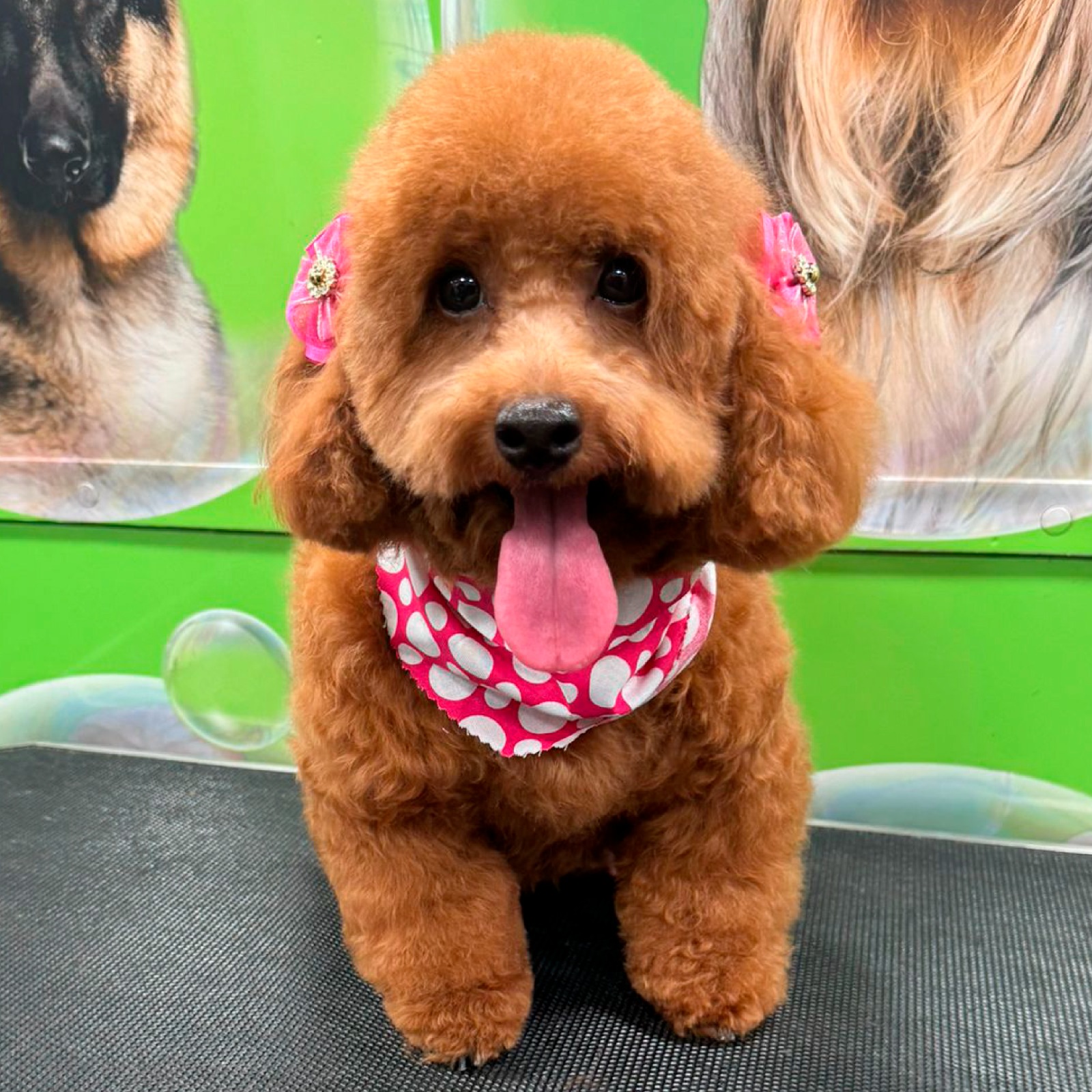 Happy groomed dog