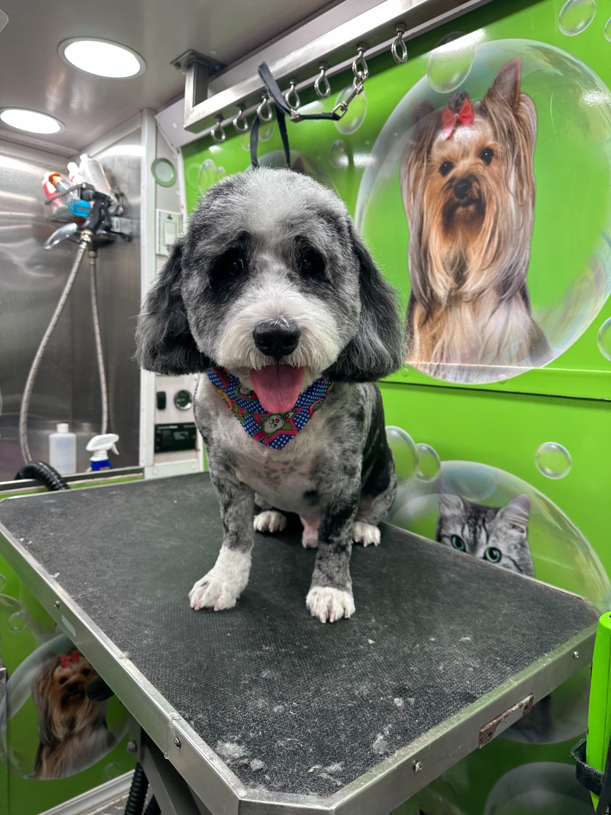 After Grooming 1