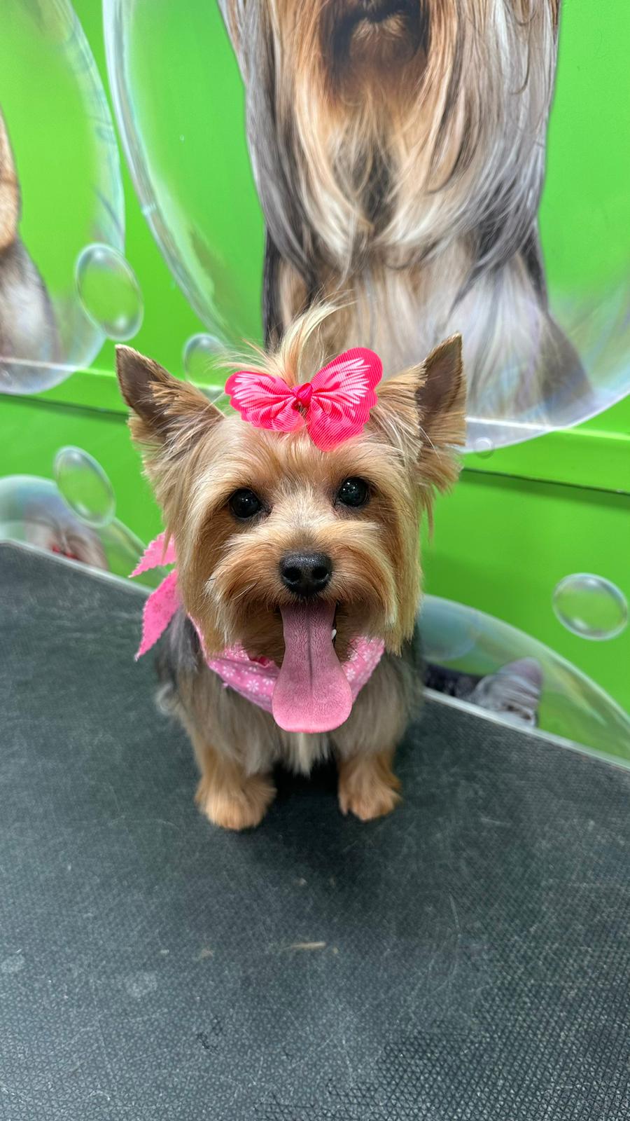 After Grooming 2