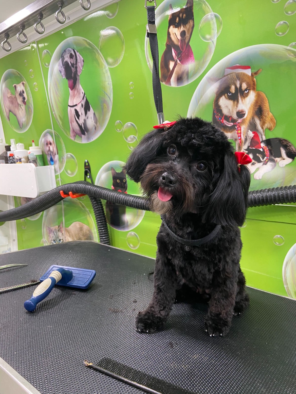 After Grooming 3