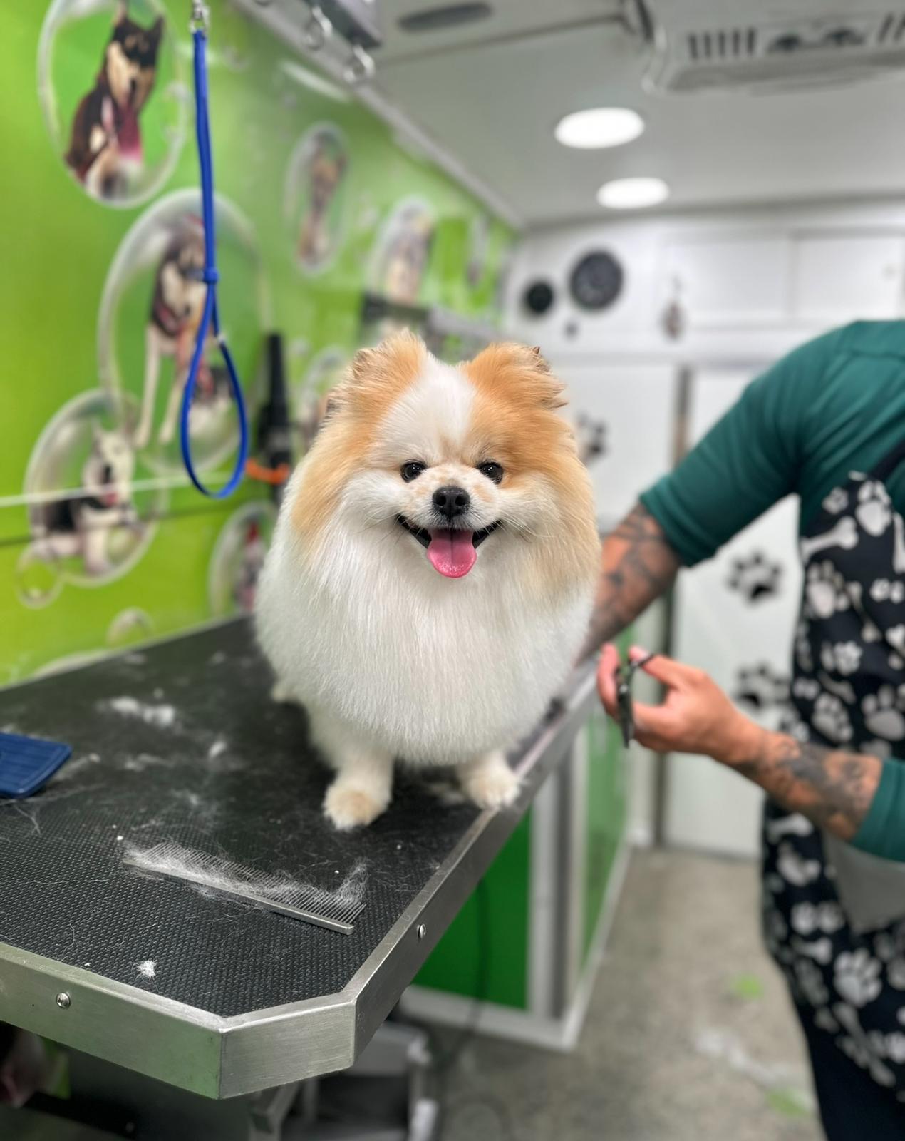 After Grooming 4