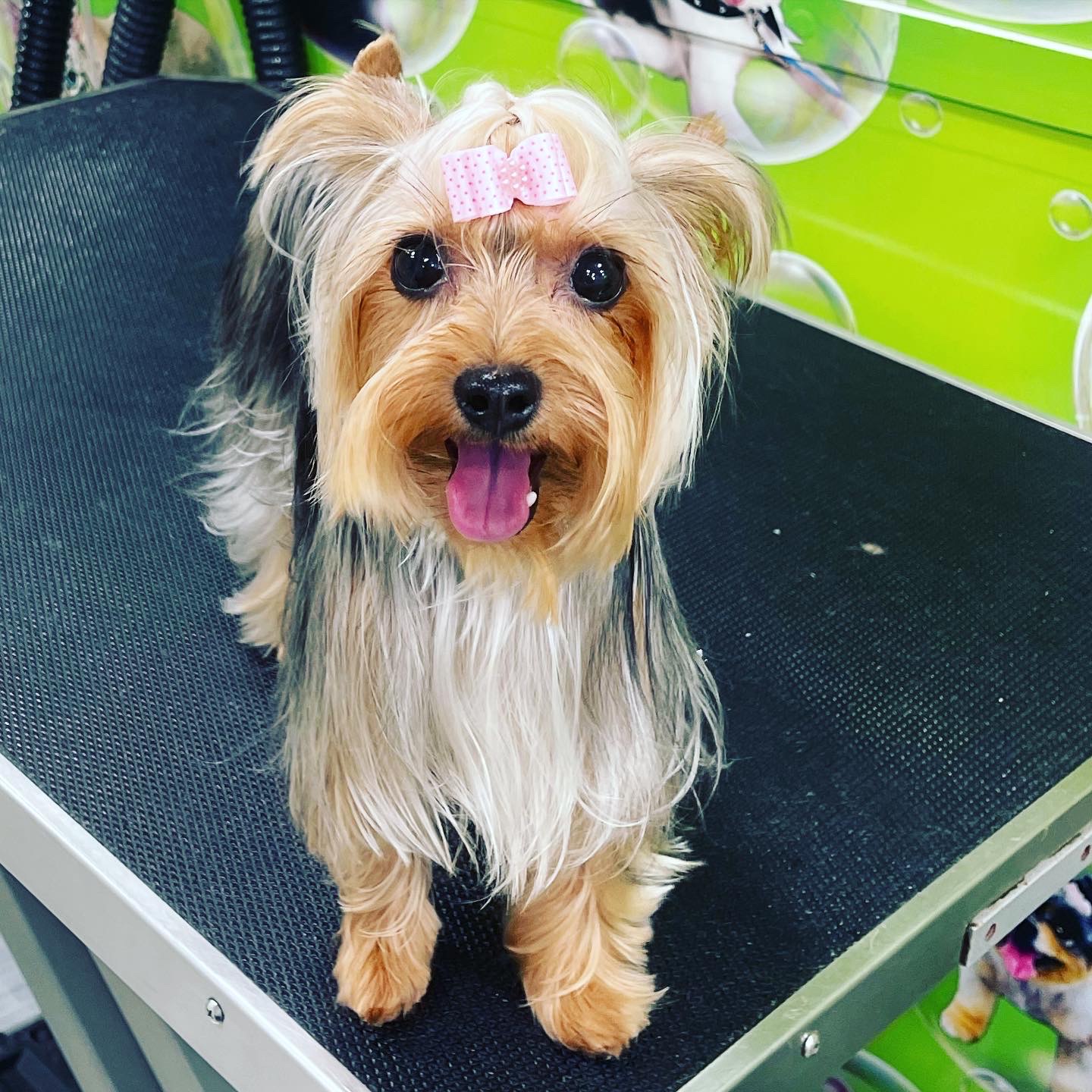 After Grooming 5