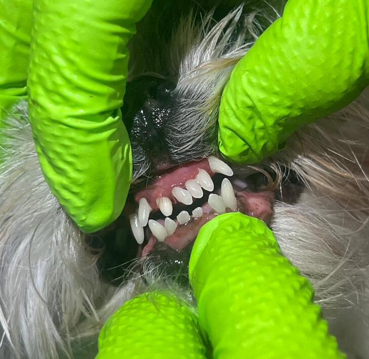 After Grooming 6