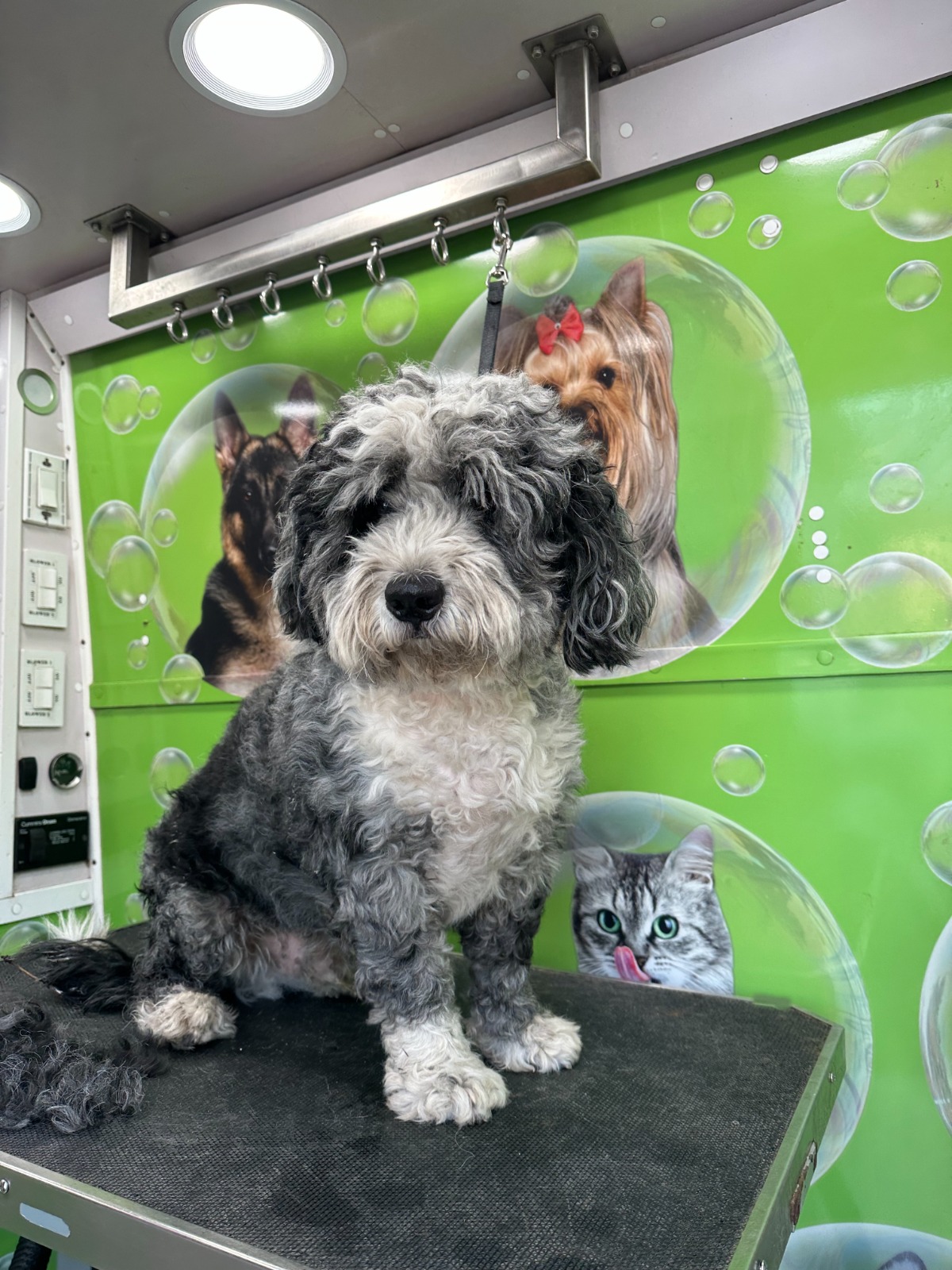 Before Grooming 1