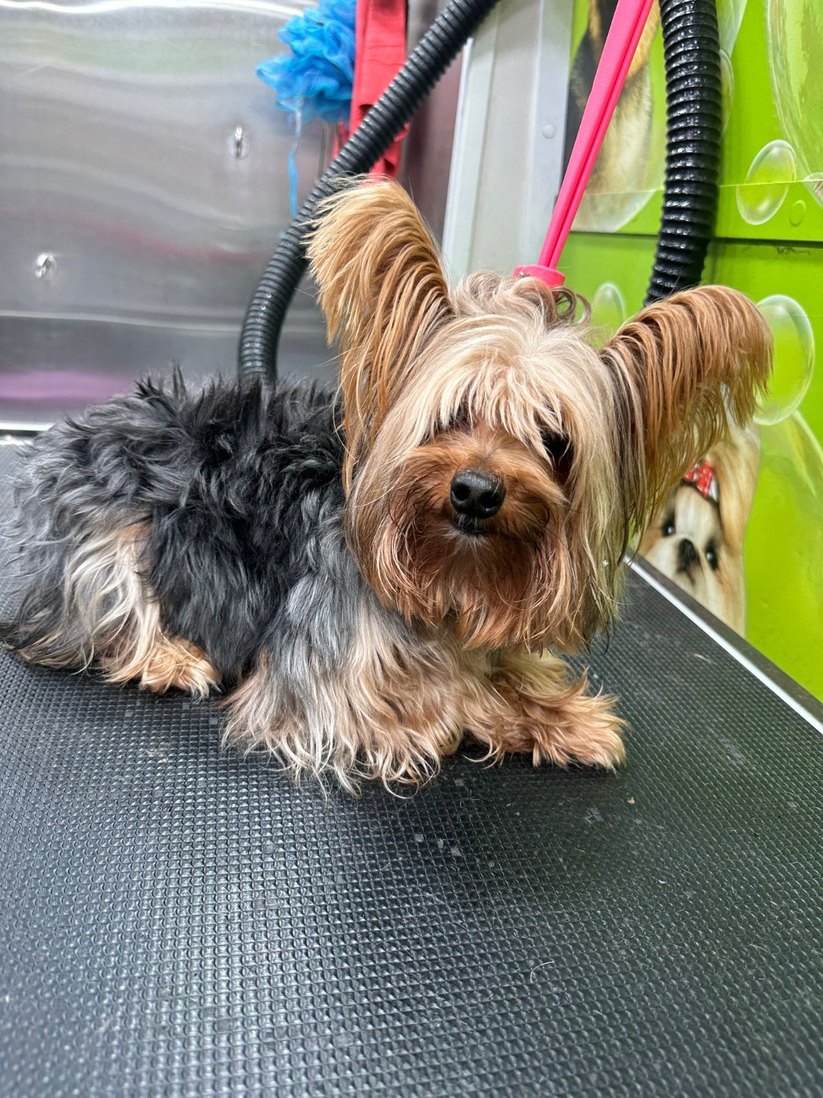 Before Grooming 2