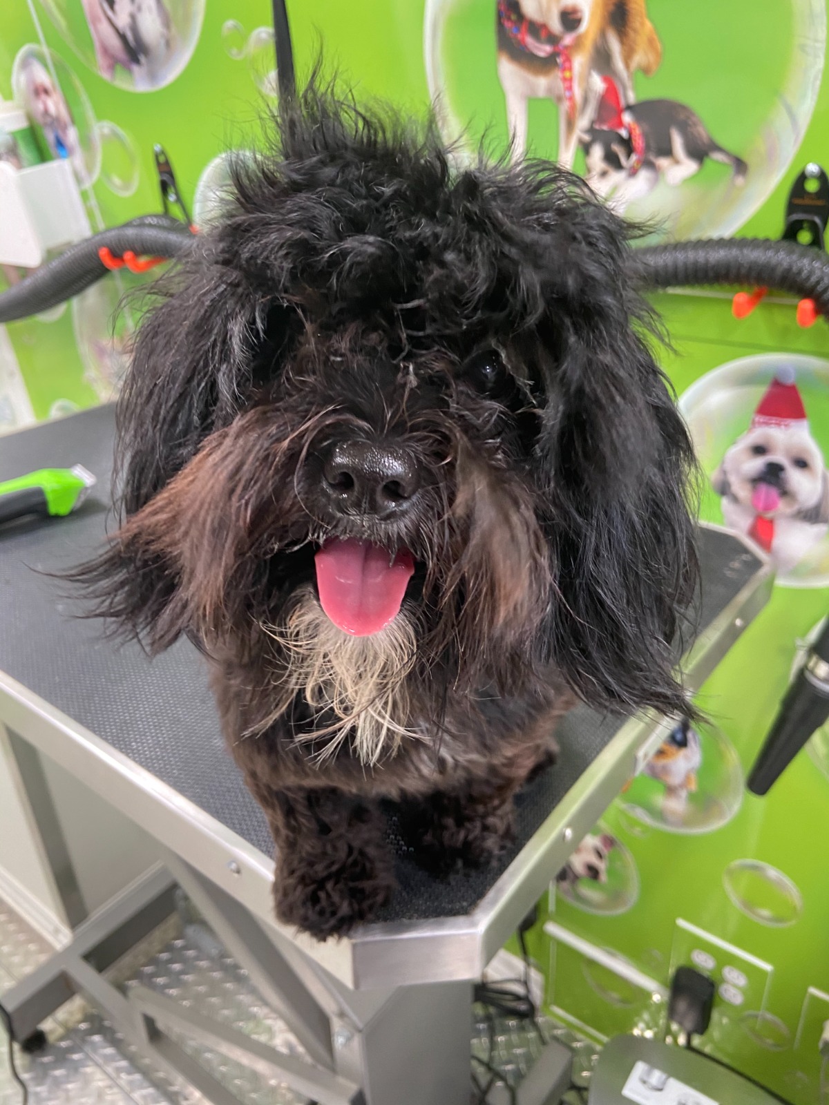 Before Grooming 3