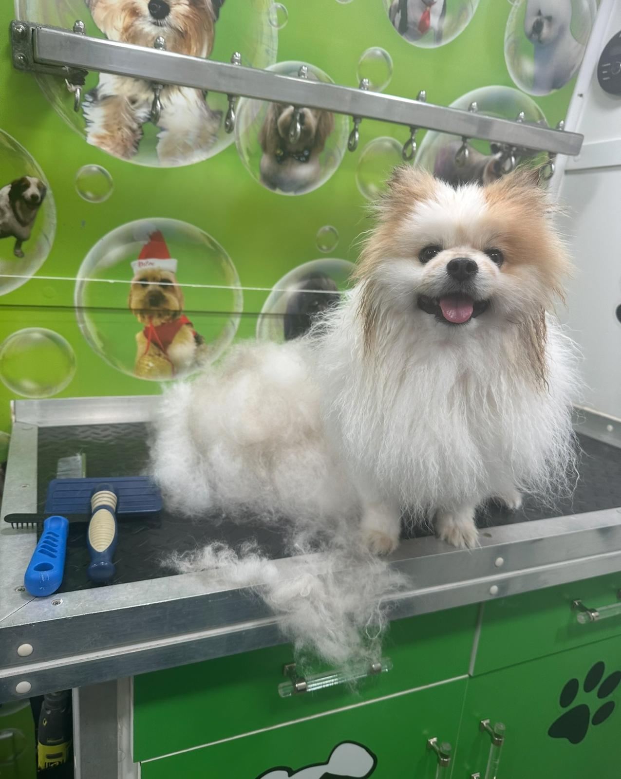 Before Grooming 4