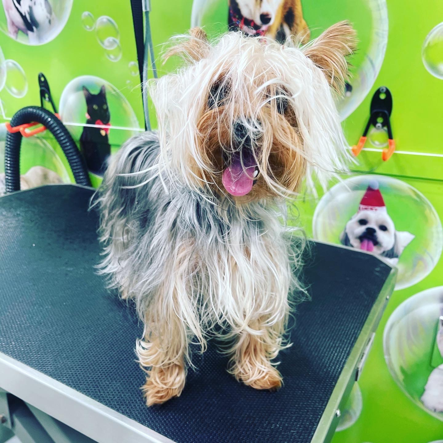 Before Grooming 5