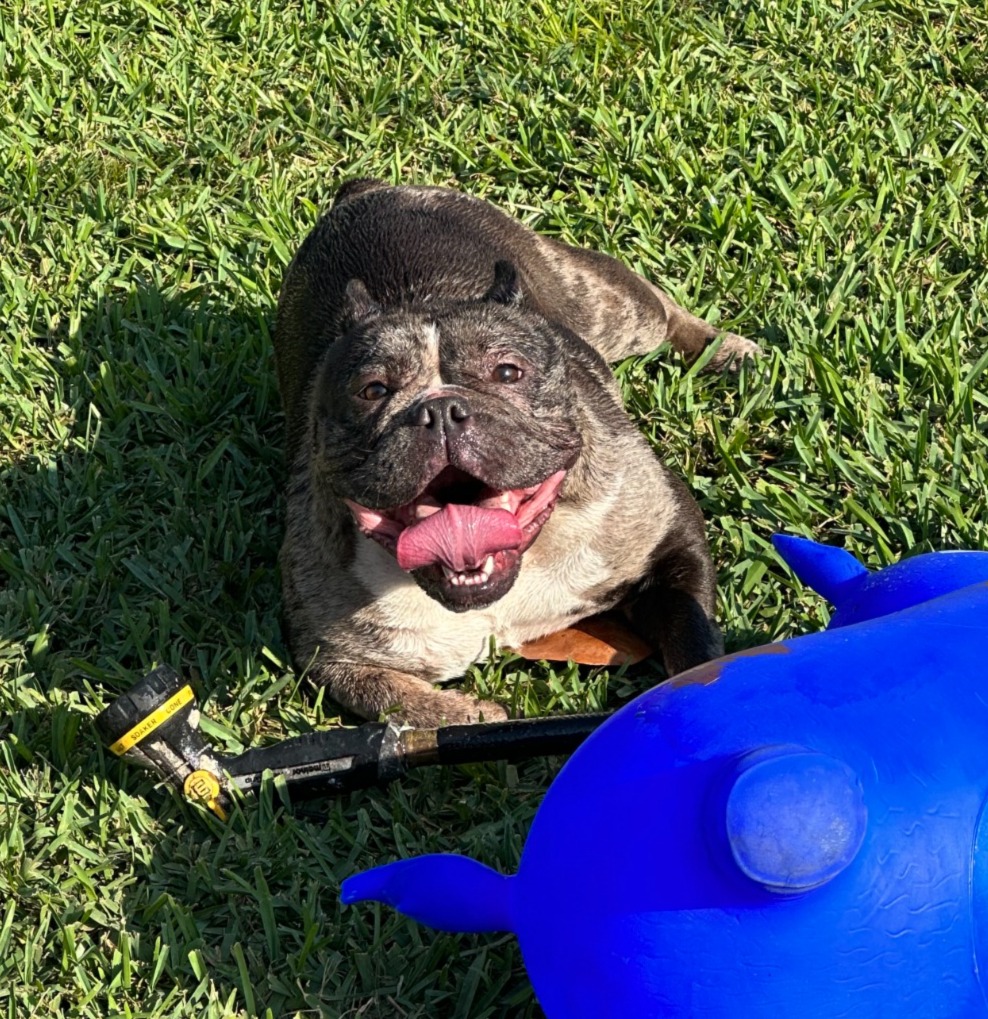 Happy pet boarding
